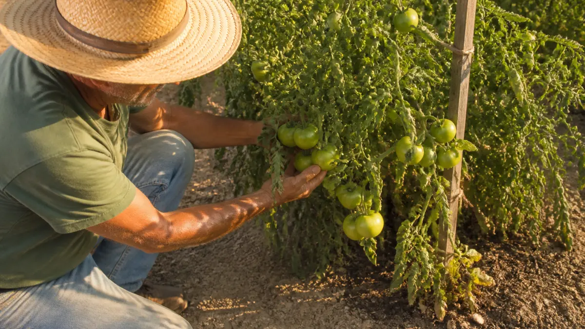 Tomates qui restent vertes : causes et solutions avant la fin de saison
