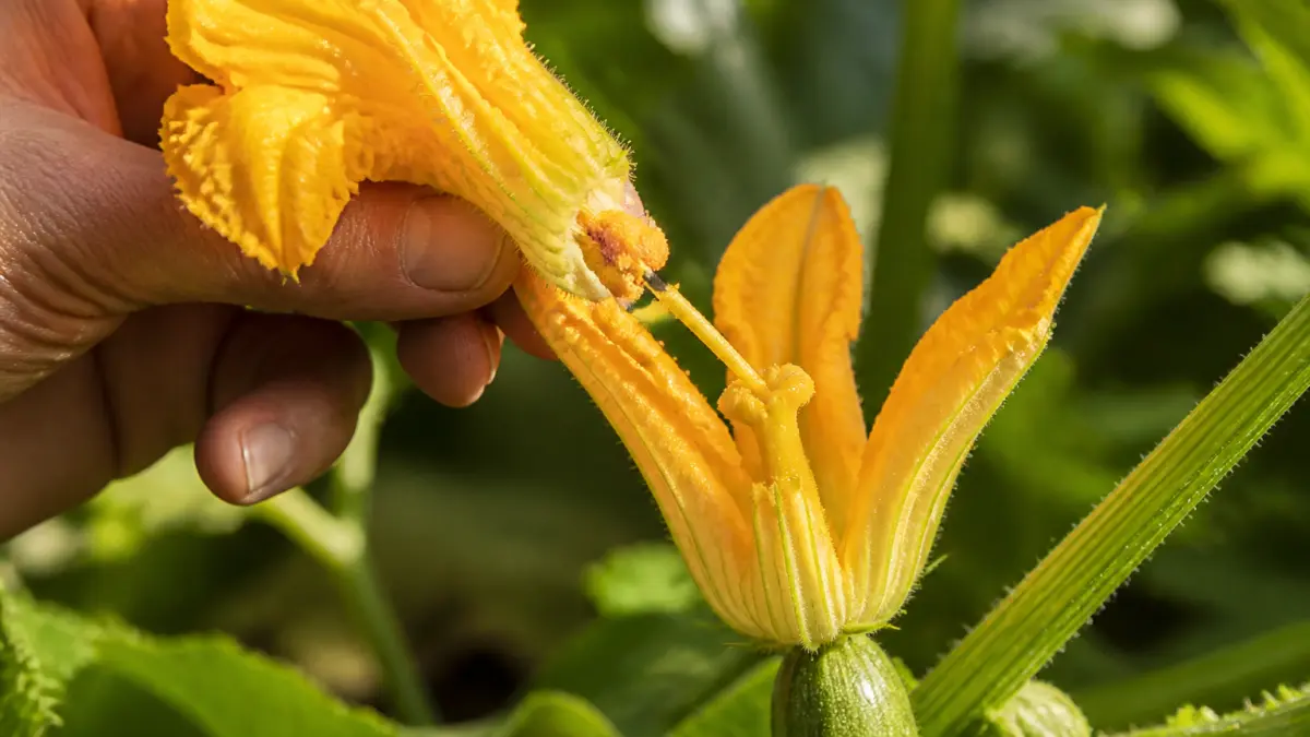 Polliniser les courges à la main : méthode simple pour sauver la récolte