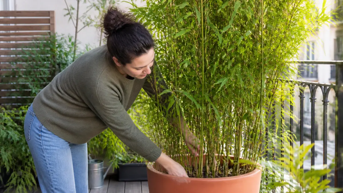 Bambou en pot : comment éviter qu’il sèche ou envahisse l’espace ?