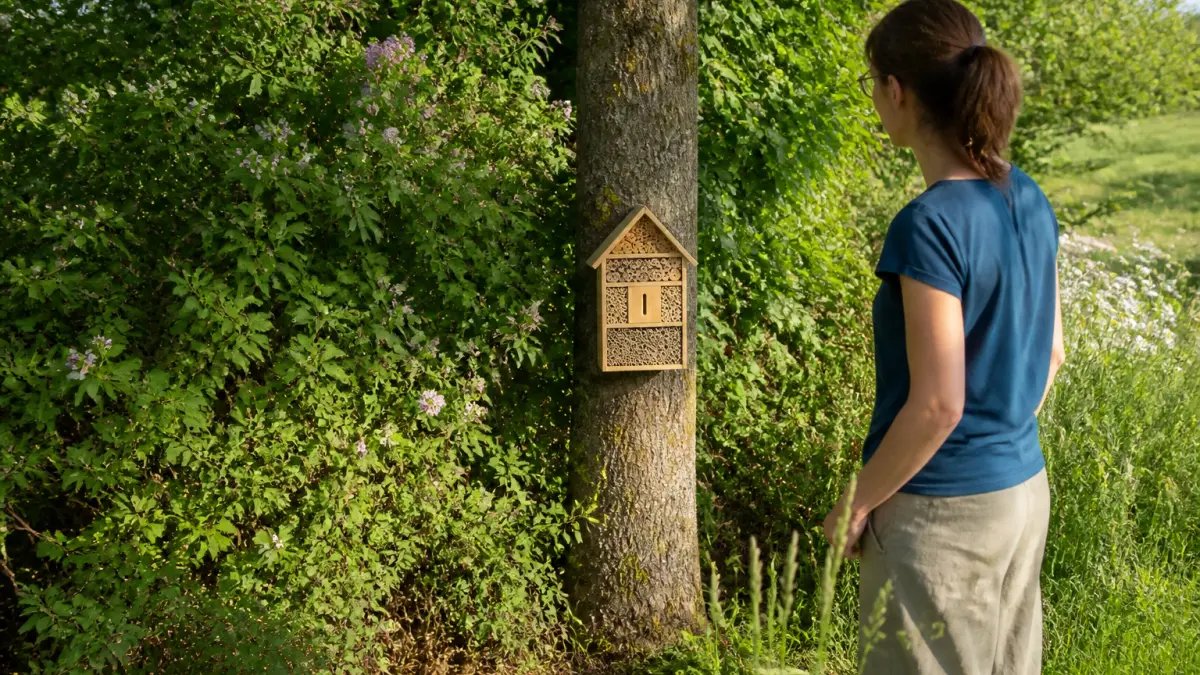 Hôtel à insectes : où l’installer pour attirer les bons auxiliaires