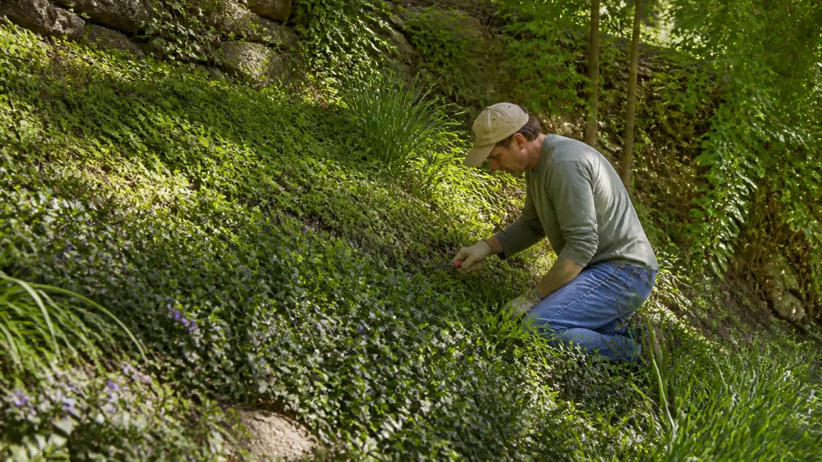 Plantes couvre-sol pour talus : les meilleures options sans entretien
