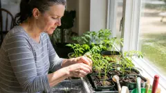 Semis de tomates : quand commencer et comment éviter les plants faibles ?