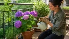 Hortensia en pot : exposition, arrosage et taille à respecter