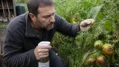 Tomate mildiou : traitement naturel, prévention et gestes à éviter