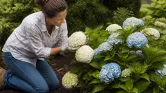 Hortensia blanc ou bleu : comment choisir selon son sol ?