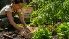 Paillage en chanvre : pour quels usages et quelles plantes ?