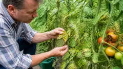 Maladie des tomates : feuilles, taches et traitements possibles