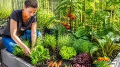 Potager en carré : que planter ensemble pour gagner de la place ?