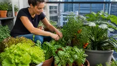 Potager balcon : légumes faciles à cultiver sans jardin