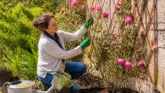 Rosier grimpant : où le planter et comment le palisser ?