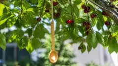 Pourquoi accrocher une cuillère en bois au cerisier en juin ?