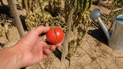 Tomates éclatées : pourquoi l'heure d'arrosage est cruciale en canicule