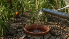 Pot en terre enterré sous les tomates : l'astuce d'arrosage qui fait des merveilles