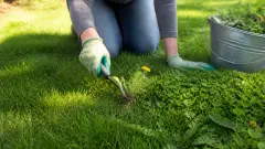 Adieu mauvaises herbes : 3 méthodes douces pour un gazon parfait