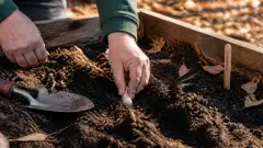 Planter l'ail : la période idéale selon votre région