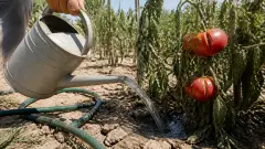 Tomates qui éclatent en canicule : le geste d'arrosage qui change tout