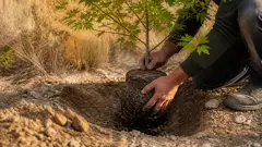 Planter un érable de Montpellier : le geste qui garantit sa reprise