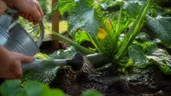 À quelle heure arroser les courgettes ? Le conseil d'un maraîcher