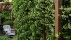 Jasmin étoilé en brise-vue : comment l'installer pour un écrin de verdure