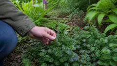 Lierre terrestre : l'allié méconnu pour un jardin en pleine santé