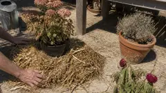 Canicule au jardin : 5 gestes simples pour sauver vos plantes
