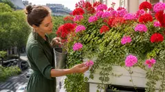 Géranium retombant : les variétés qui créent un effet cascade sur le balcon