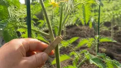 Pince à linge sur tige de tomate : l'astuce que les jardiniers ne révèlent pas