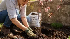 Pommier du Japon : le planter au bon endroit pour une floraison réussie