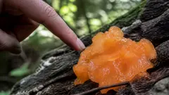 Champignon orange sur bois mort : que faire ?