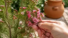 Fleur de cire de Geraldton : cultiver cette merveille australienne dans votre jardin