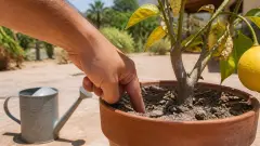 Citronnier en canicule : le bon geste d'arrosage pour éviter la chute des feuilles