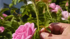 Syrphe ceinturé : l'allié méconnu contre les pucerons