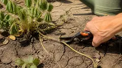 Fraisiers en canicule : pourquoi l'eau ne suffit pas