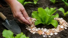 Coquilles d'œufs contre limaces : le geste qui sauve vos salades