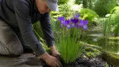 Iris versicolor : plantation et entretien de l'iris de Virginie
