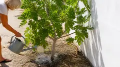 Figuier résistant à la canicule : comment le planter et l'entretenir