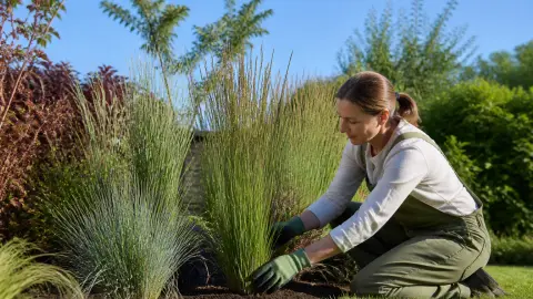 Graminées pour bordure : comment les utiliser sans effet fouillis ?