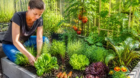Potager en carré : que planter ensemble pour gagner de la place ?