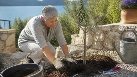 Olivier : plantation, arrosage et taille pour le garder en pleine forme