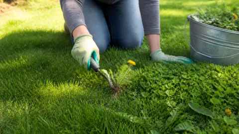 Adieu mauvaises herbes : 3 méthodes douces pour un gazon parfait