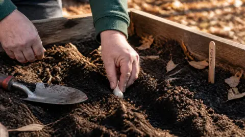 Planter l'ail : la période idéale selon votre région