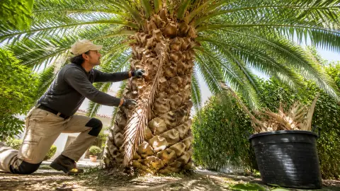 Taille du palmier : quand et comment s'y prendre pour ne pas l'abîmer