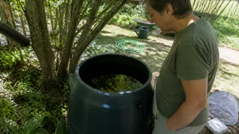 Larves de moustiques dans le récupérateur d'eau : comment les éliminer