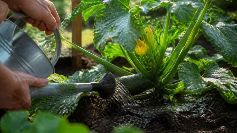 À quelle heure arroser les courgettes ? Le conseil d'un maraîcher