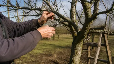 Tailler le pommier : la bonne période pour une récolte généreuse