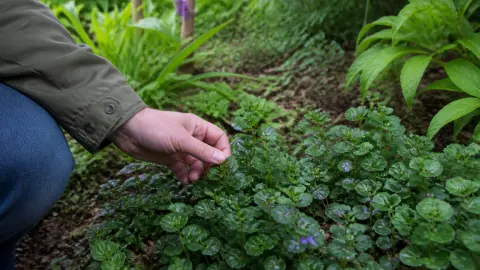 Lierre terrestre : l'allié méconnu pour un jardin en pleine santé