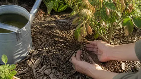Rosiers en été : les gestes qui les aident à survivre