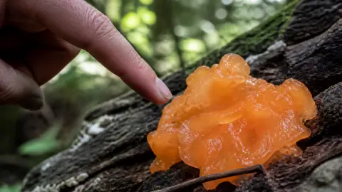 Champignon orange sur bois mort : que faire ?