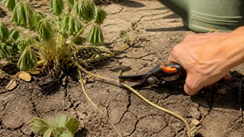 Fraisiers en canicule : pourquoi l'eau ne suffit pas