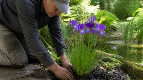 Iris versicolor : plantation et entretien de l'iris de Virginie